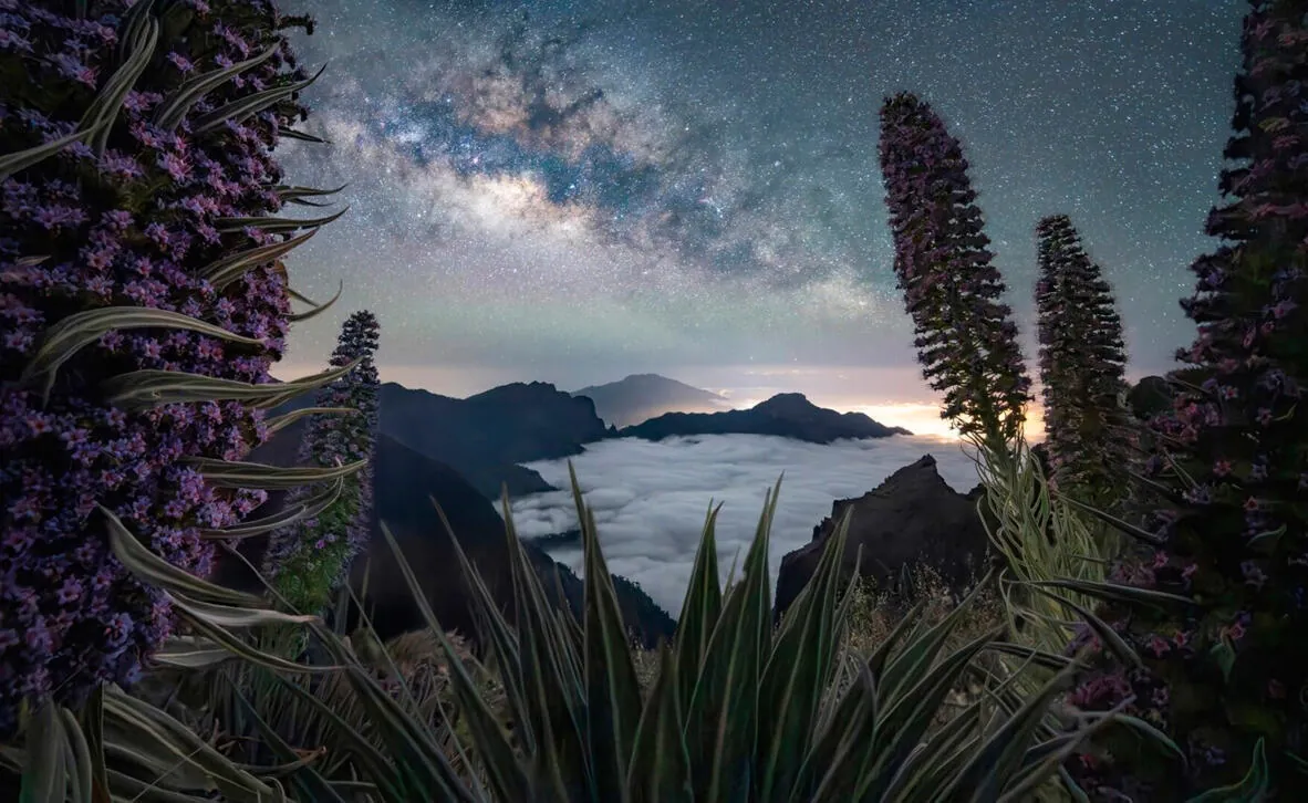 The Milky Way above a sea of clouds framed by flowering plants in the Canary Islands
