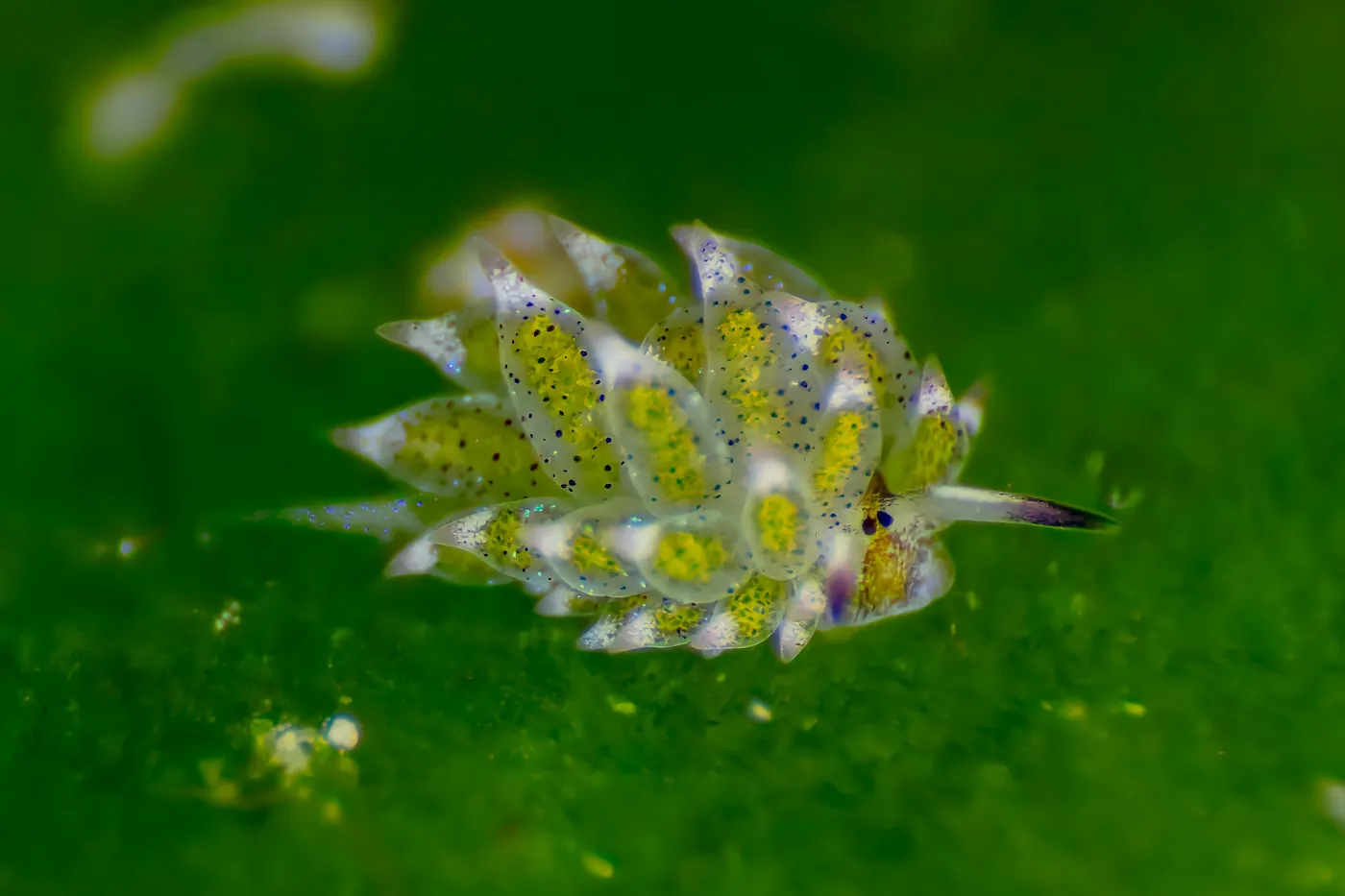 כבשת העלים, שבלול הים Costasiella kuroshimae, זעירה וירוקה בוהקת על אצות